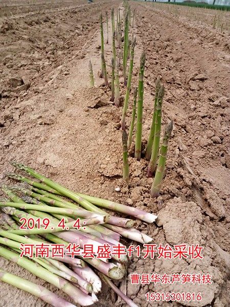 山東蘆筍種子批發(fā)分享蘆筍栽植的時間