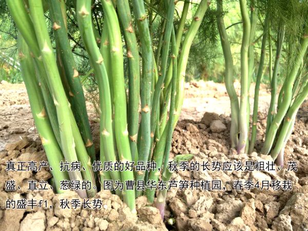 2016.12.22——不同品種產(chǎn)量與長勢的差別巨大