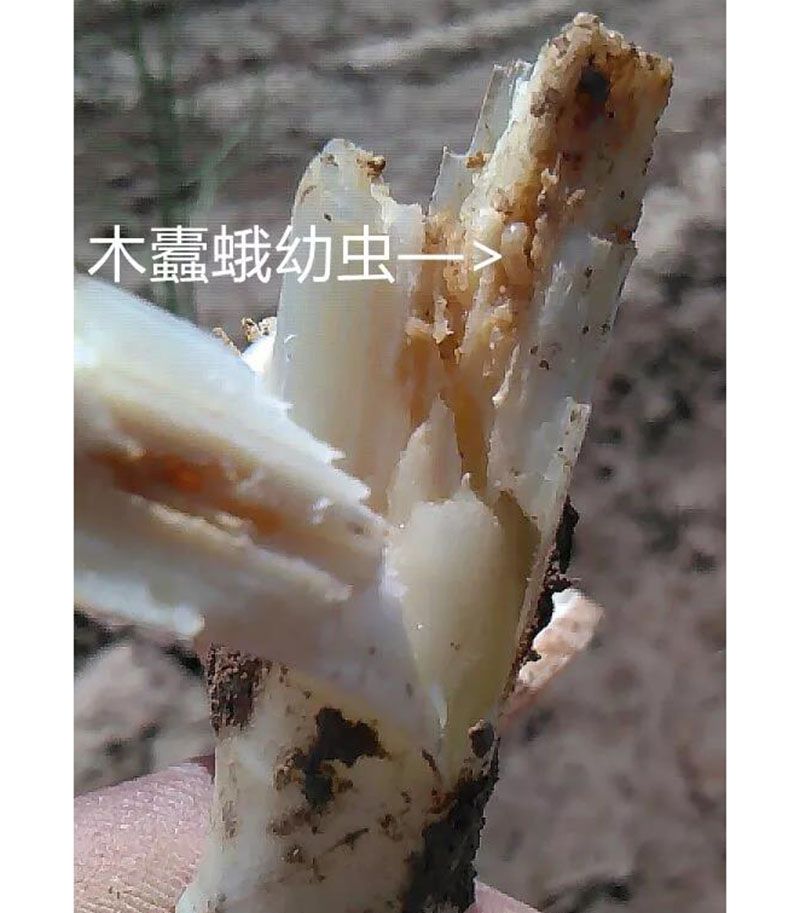 2020跟我學種蘆筍-17：3~5~7月蘆筍布袋蟲的防治