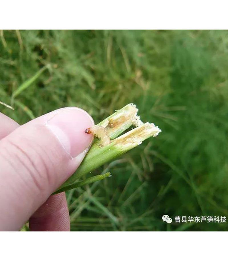 2020跟我學種蘆筍-17：3~5~7月蘆筍布袋蟲的防治