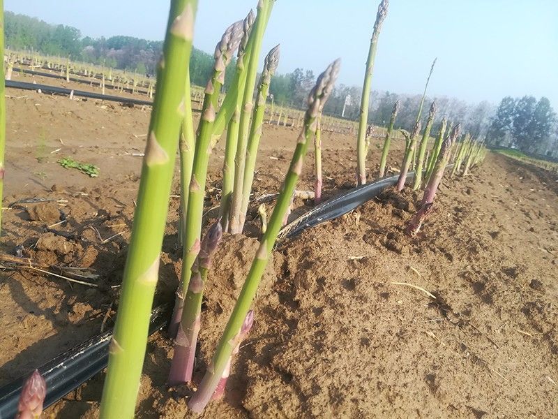 蘆筍的種植與栽培技術