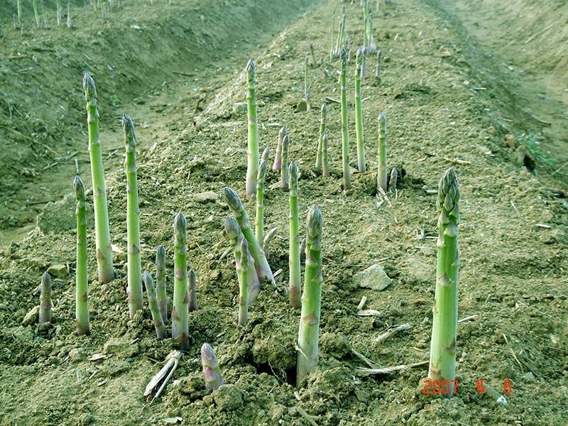 蘆筍種子的種植方法和時(shí)間？